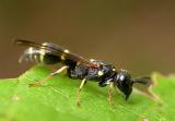 Mason wasp, probably Symmorphus sp., family Vespidae (subfamily Eumeninae)