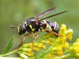 Hover Flies -- Syrphidae