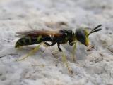 Beewolf - probably Philanthus lepidus - male