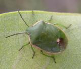 Chlorochroa persimilis (Horvath) - 1 -- stinkbug
