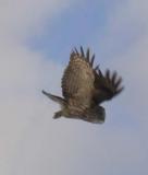 Great Gray Owl  -- flying