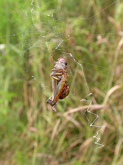 Spider As kill (grasshopper) on Aug. 10