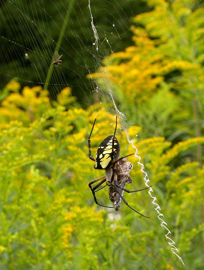 Spider B on Aug, 10