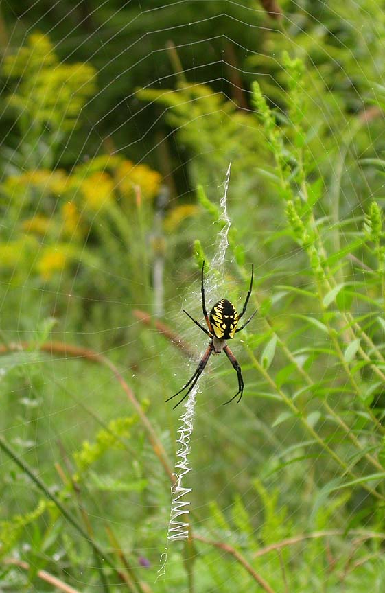 Spider C on Aug. 13