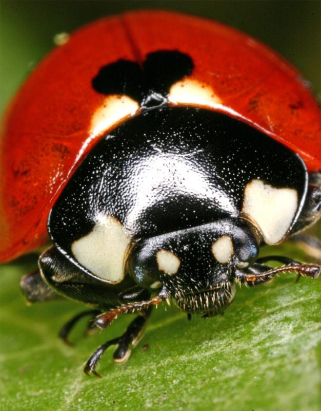 <b>Ladybird #2</b><br>by Jon M