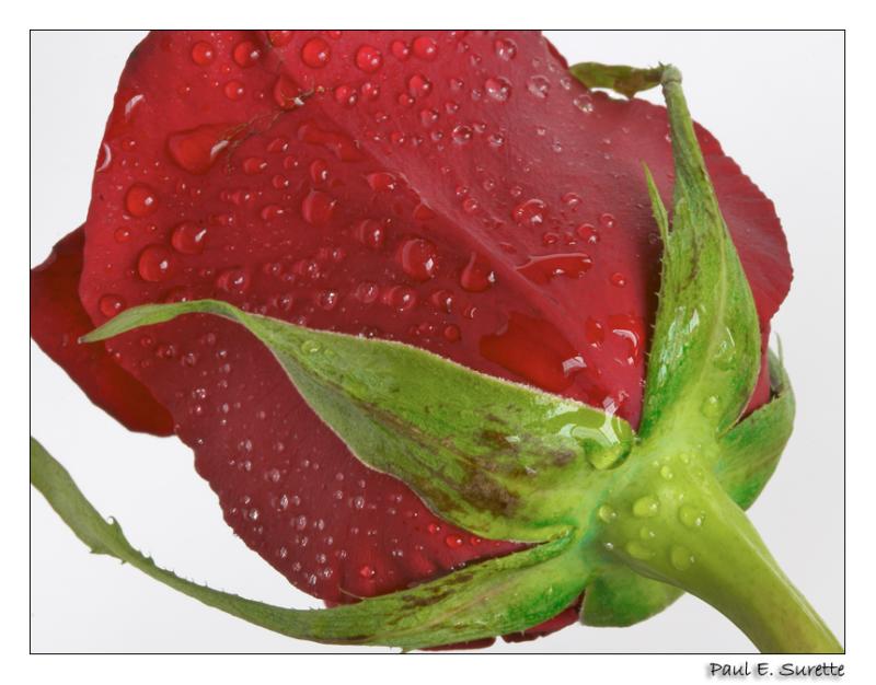 Shy Red Rose