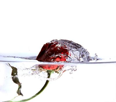 rose * by Tobias Heer