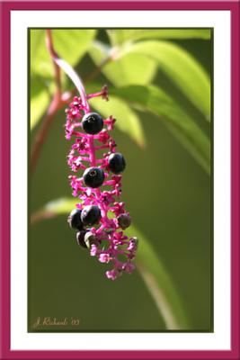 * Blue Berries, Not Blueberries by Lonnit Rysher