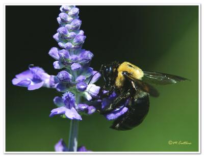 *Bizzy Bee by Mike C