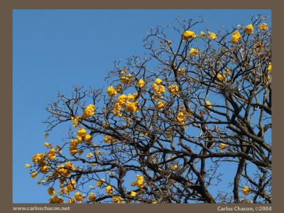 Yellow and Blueby Carlos Chacon