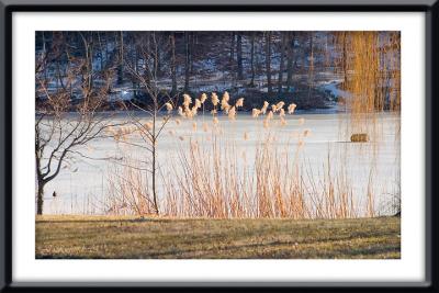 Ice Lake Wide