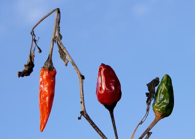 Last Year's Peppers *by Victor Engel