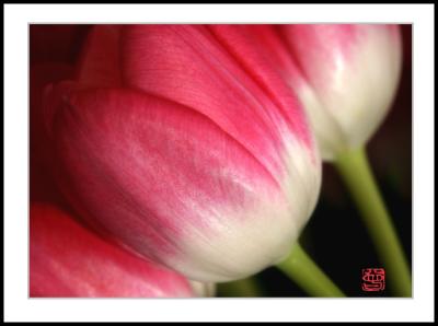 Tulips 1