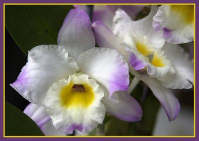 Orchid*Ann Chaikin