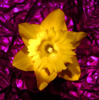Daffodil (*)