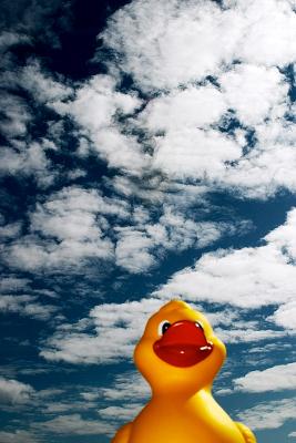 Mr. Duck* by Scott Hopkins