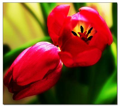 Tulipaner*  by _Lars_
