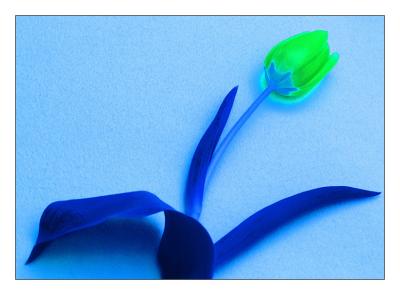 Blue Tulip*