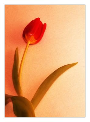 Bleeding Tulip*