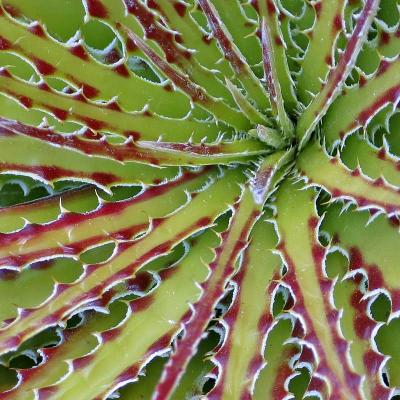 Spiky Aloe