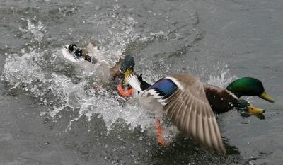 Duck! (*)<br>Richard Hopkins