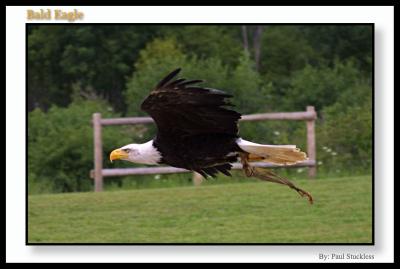 Bald Eagle*by Paul Stuckless
