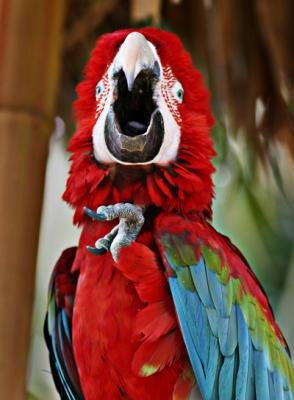 I want to fly!* by Jeff Hall