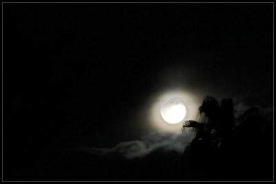 Moonlight *