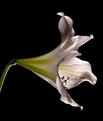 White Amaryllis *