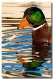 Duck dribble</b><br>by<br> Don DeHaven