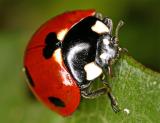 <b>Ladybird #1</b><br>by Jon M