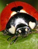 <b>Ladybird #2</b><br>by Jon M
