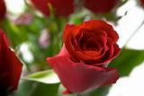 delicate red rose *