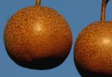 <b>kissing pears*</b><br>by: Garrie Rouse