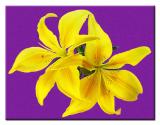 <B>Complementary Lillies</B><br><i>by Vikas</i>