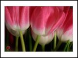 <b>Tulips</b>