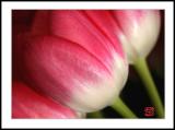 <b>Tulips 1</b>