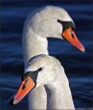 <b>Swans</b></br><b>*</b> <i>by FretNoMore</i>