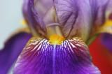 <B>~Bearded Beauty ~  </B><FONT size=2> by Thea B</FONT>
