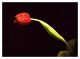 Lit Up*