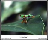 <B>7th Place</B><BR><i>I See You<br>by Carlos Chacon</i>