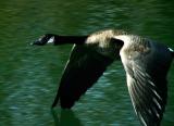 Low Flier