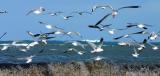 Feeding in the waves *