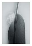 <b>Flying Pan *</b> <br>