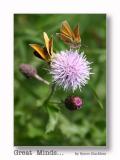 <b>Great Minds...*</b><br><i>By Byron Stuckless</i>