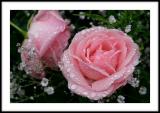 Drizzly Roses*