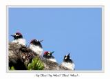 Up There!  Up Where??  There!!!  Where???<br><i>Michael Soo</i>
