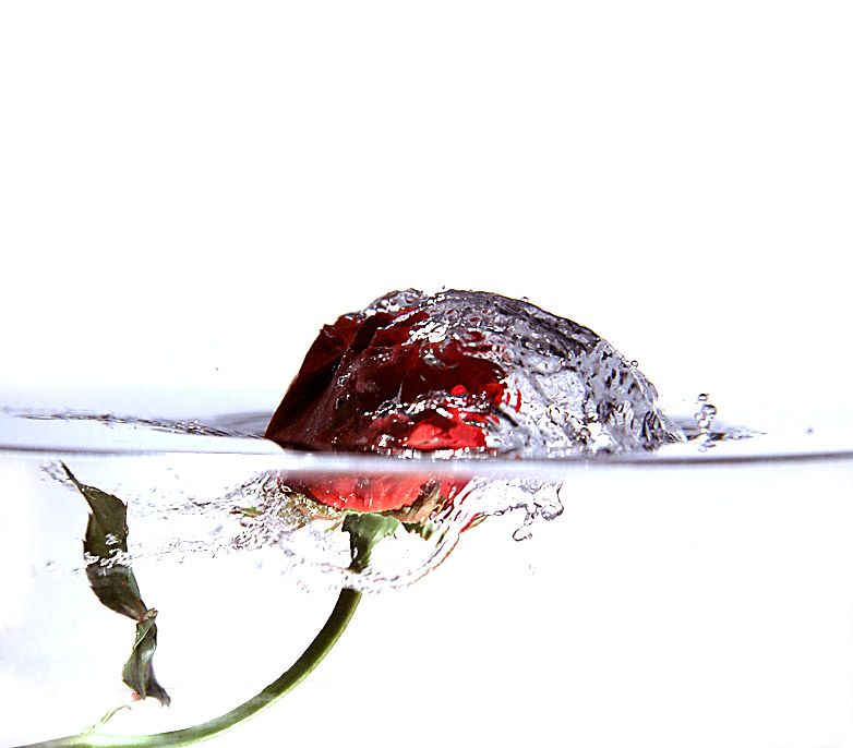 rose * by Tobias Heer
