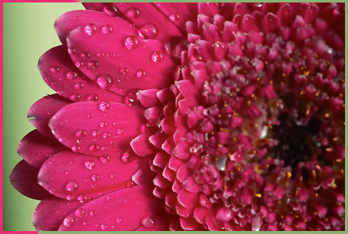 <b>Pink</b> *<br>by Pauline