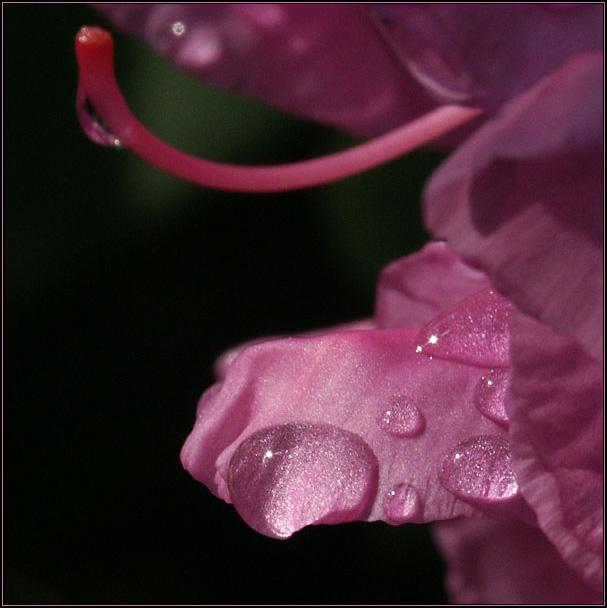 <b>After the rain</b> <p> * by Lev Bass